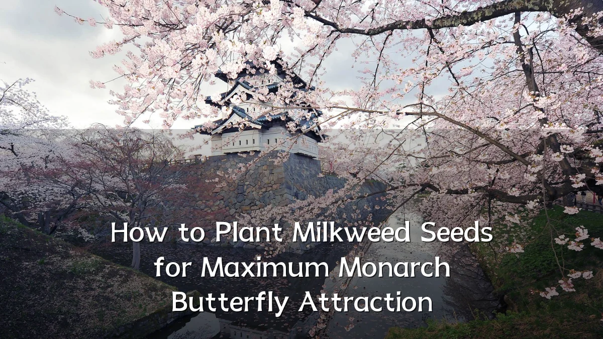 How to Plant Milkweed Seeds for Maximum Monarch Butterfly Attraction