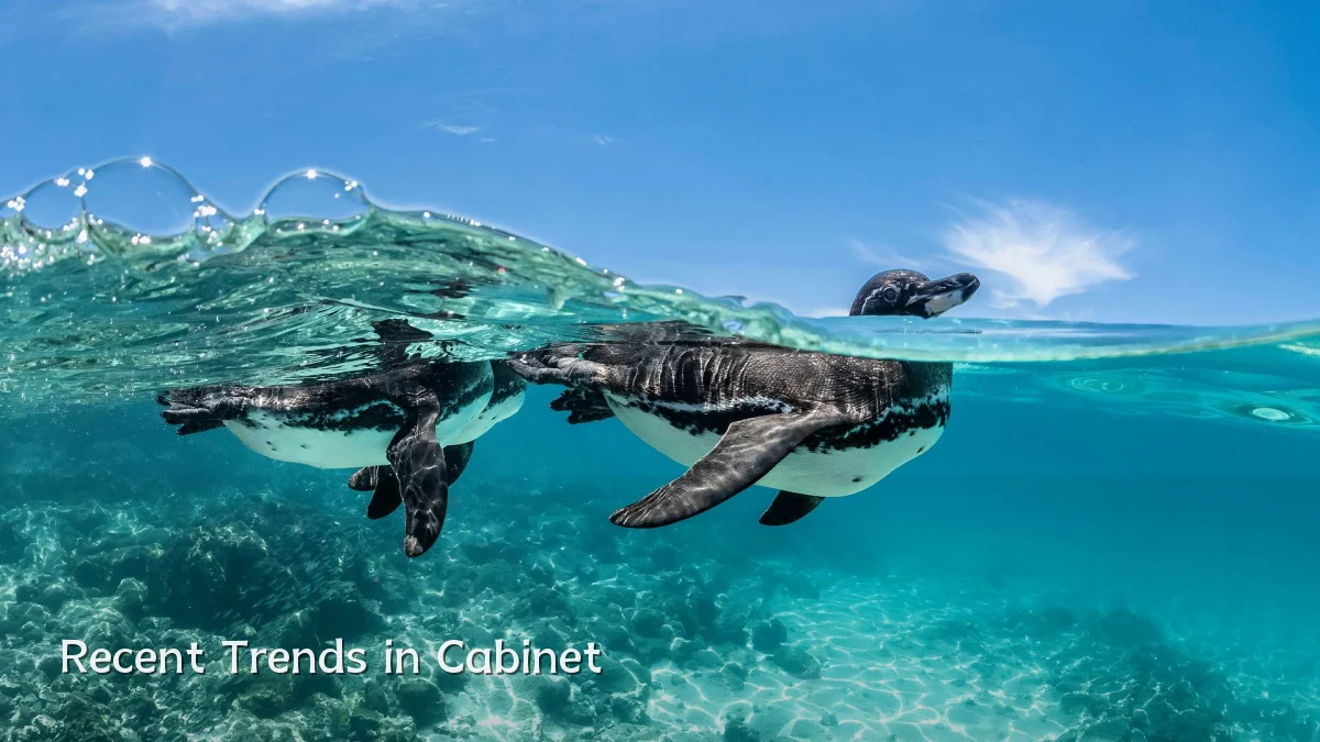Recent Trends in Cabinet