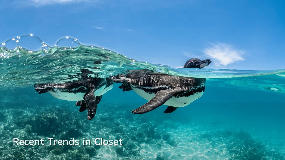 Recent Trends in Closet